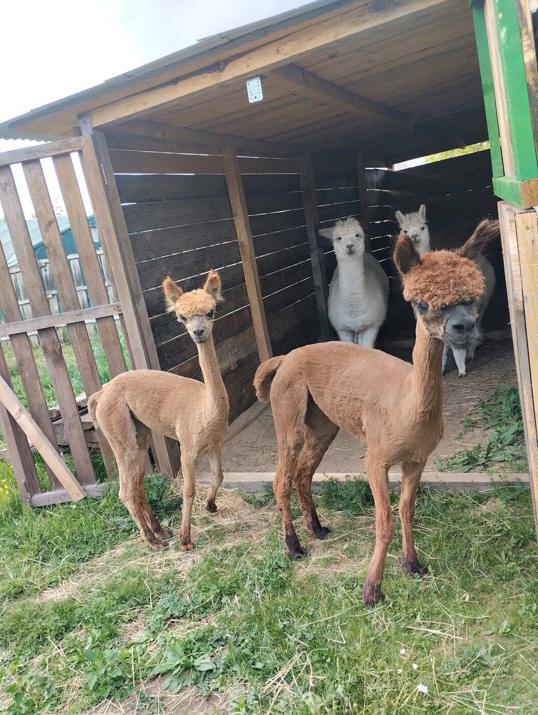 Gruppe mit Alpakas in der Natur nach einem Training