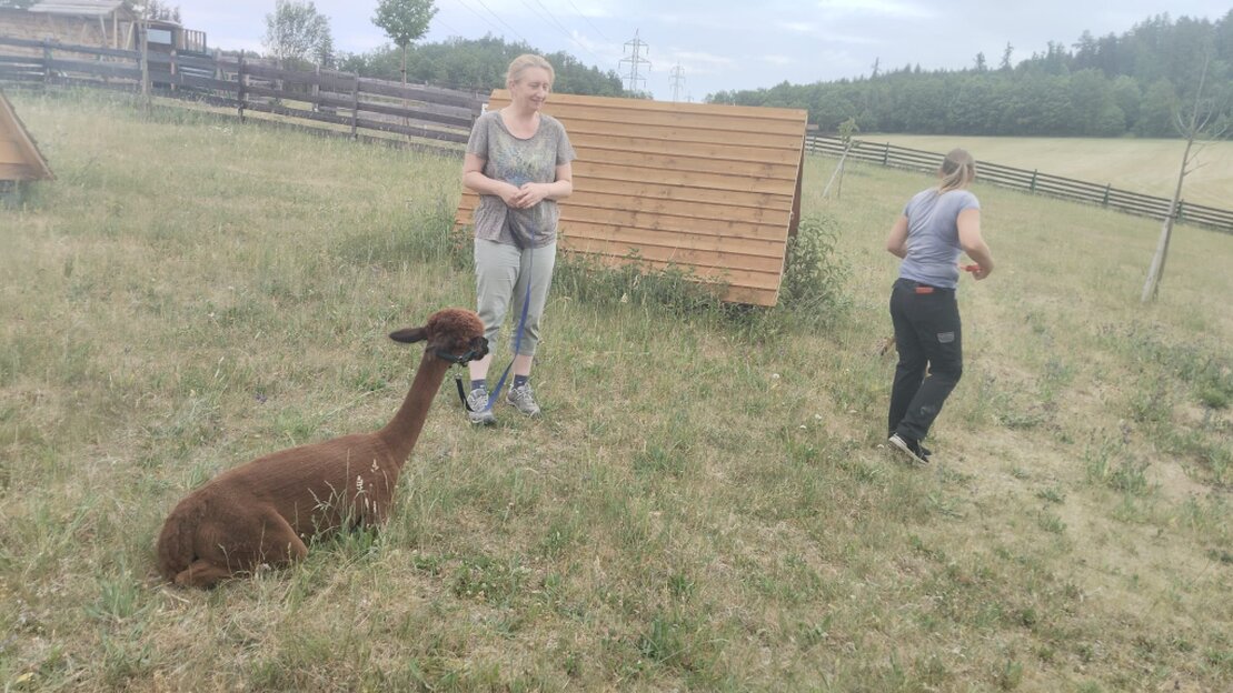 Gruppe macht Tai-Chi-Übungen neben Alpakas auf einer Wiese