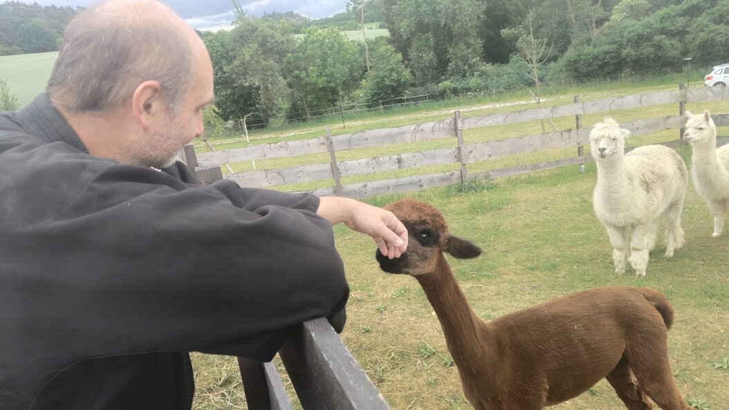 Gruppe macht Tai-Chi-Übungen neben Alpakas auf einer Wiese