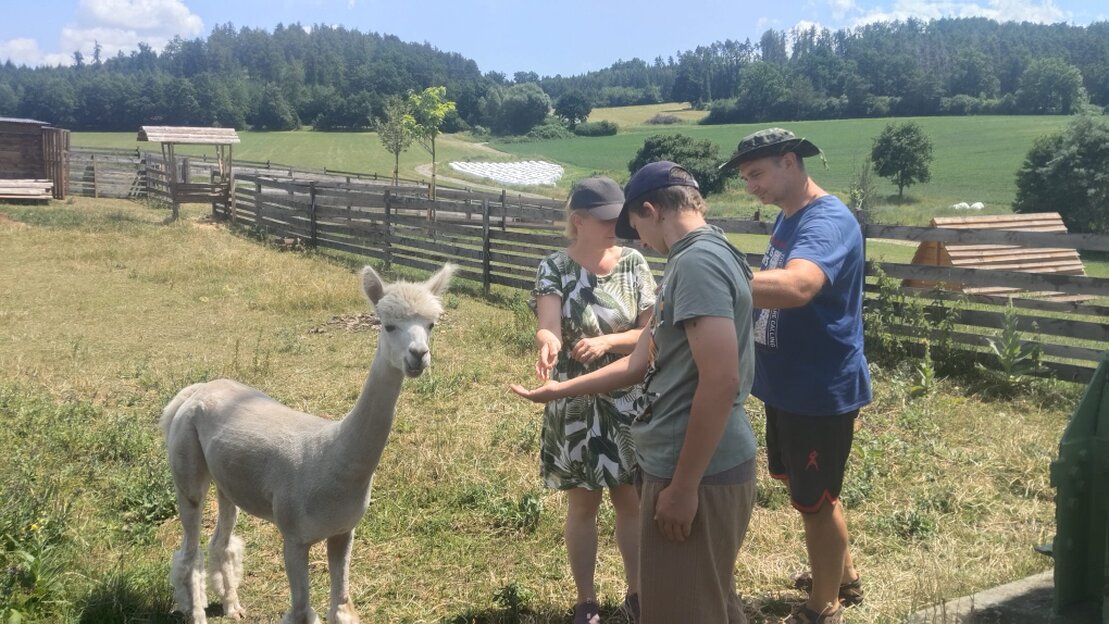 Holzhütte im Grünen mit Alpakas in der Nähe